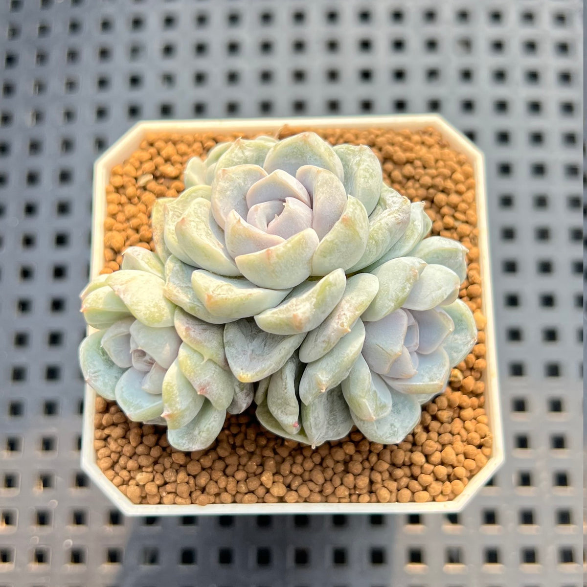 Echeveria Hybrid sp. 2" Hand-Selected Clone (Brotherly Farm Hybrid) Succulent Plant Cutting