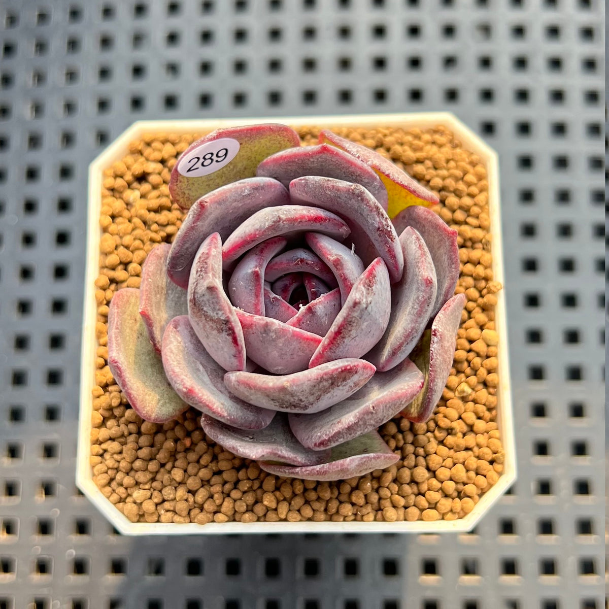 Echeveria Hybrid sp. 2" Hand-Selected Clone (Brotherly Farm Hybrid) Succulent Plant Cutting