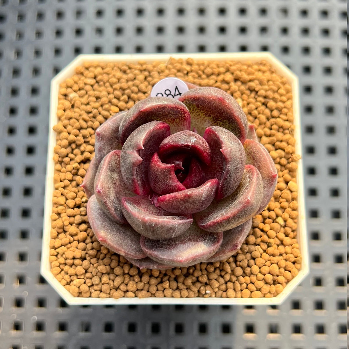 Echeveria Hybrid sp. 2" Hand-Selected Clone (Brotherly Farm Hybrid) Succulent Plant Cutting
