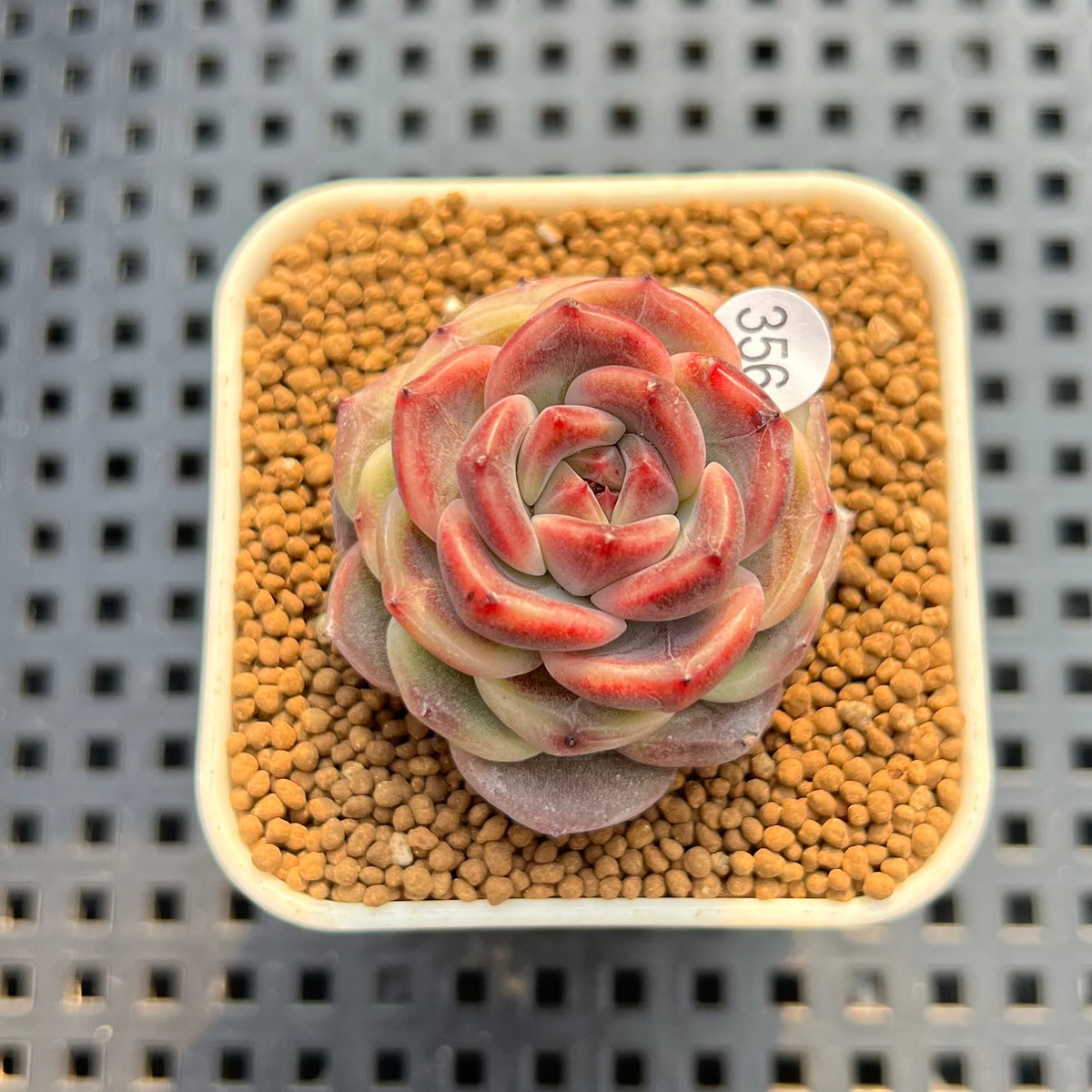 Echeveria 'Mendi' 2" (Discontinued Brotherly Farm Hybrid) Succulent Plant Cutting