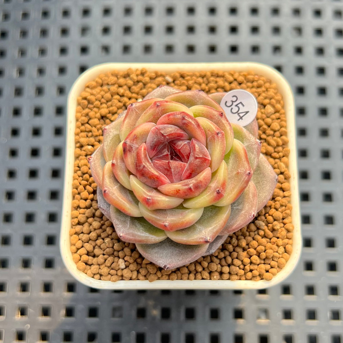 Echeveria 'Mendi' 2" (Discontinued Brotherly Farm Hybrid) Succulent Plant Cutting