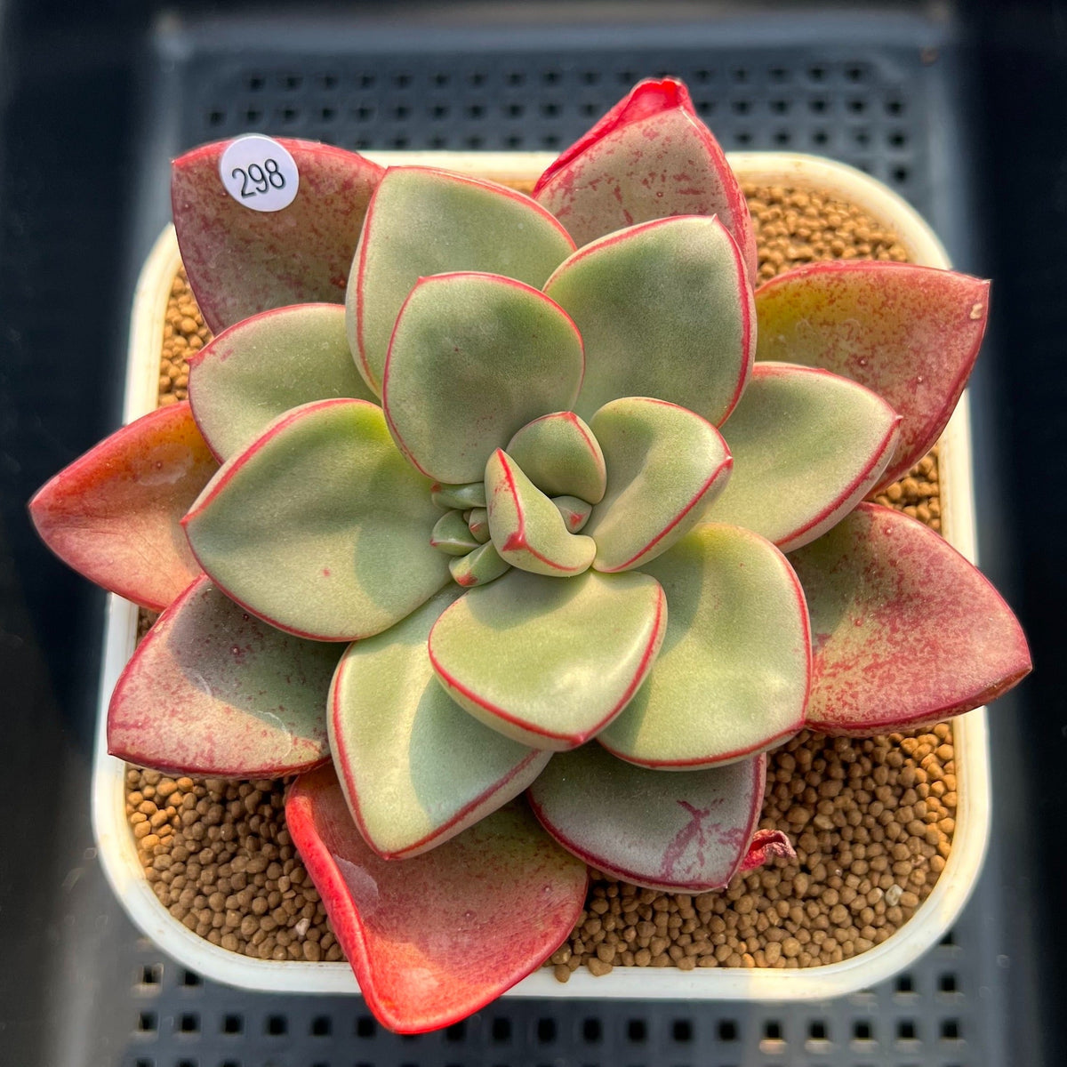 Cremneria 'Chubbs' x Echeveria Nodulosa 3"-4" Succulent Plant Cutting