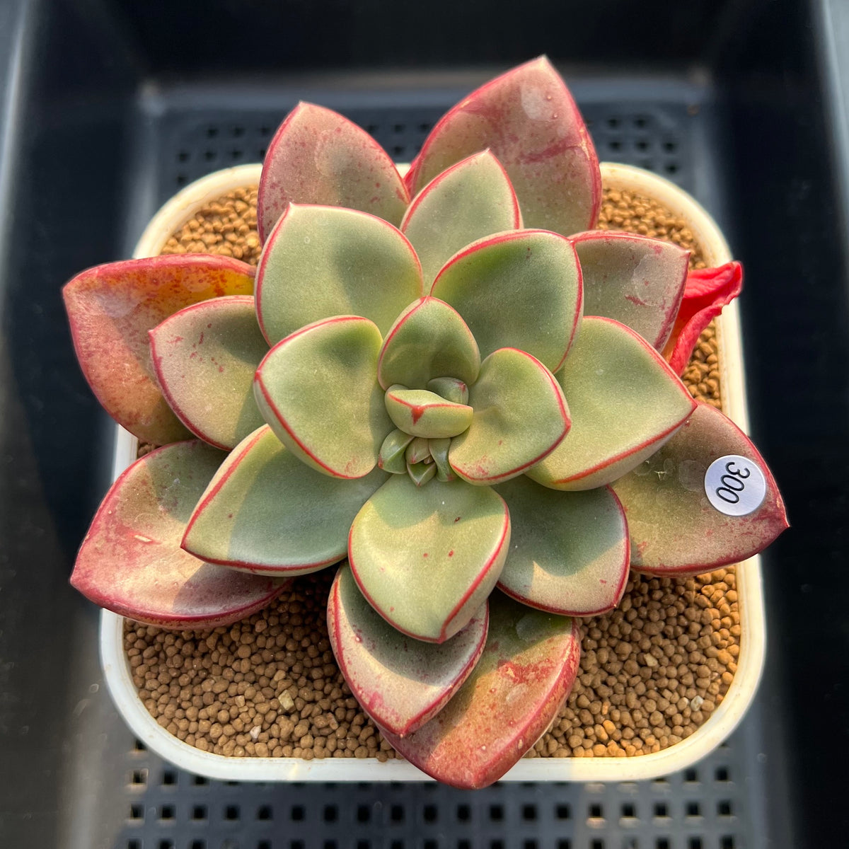 Cremneria 'Chubbs' x Echeveria Nodulosa 3"-4" Succulent Plant Cutting