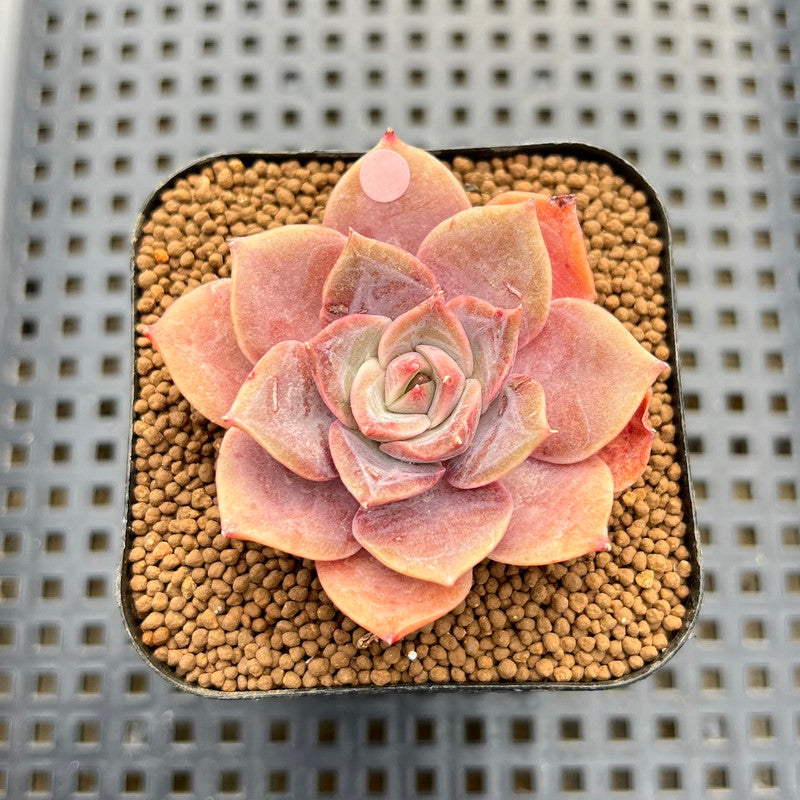 pink moon succulent Echeveria 'Pink Moon' 2" Succulent Plant Cutting