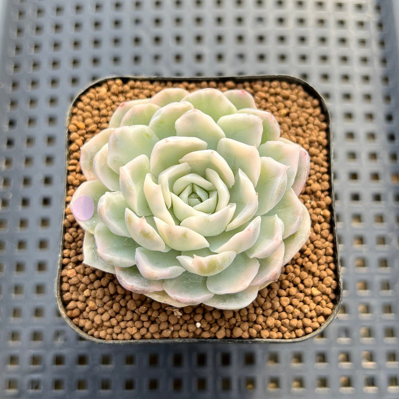 mexican snowball succulent Echeveria 'Mexican Snowball' Variegated 2" Succulent Plant Cutting – True Succulents Plant Co