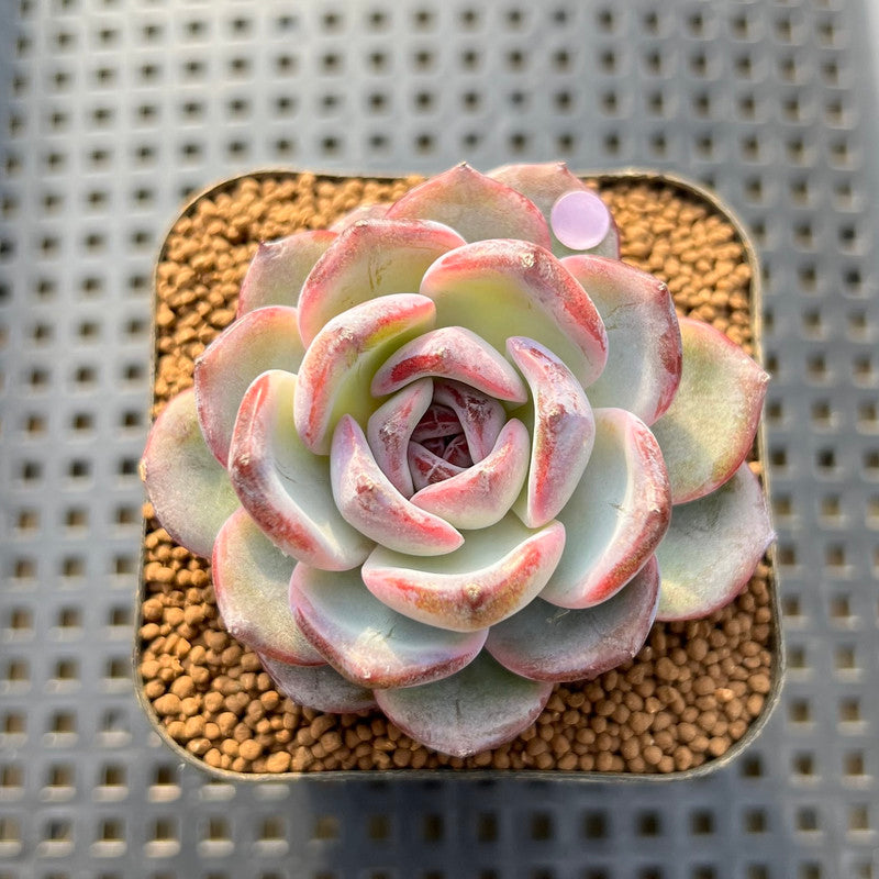 opal succulent plant Echeveria 'Dark Opal' 2" Succulent Plant Cutting