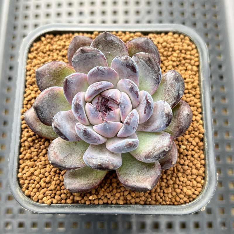gemstone succulent Echeveria 'Gemstone' Type B 2" Succulent Plant Cutting