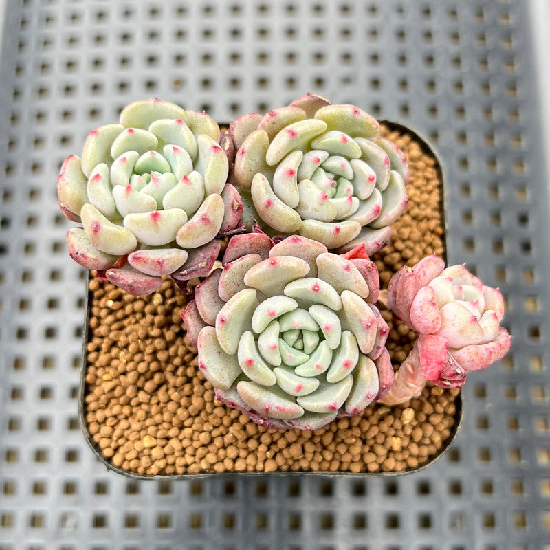 indian succulents Echeveria 'Indian Rice' (인디안밥) 2"-3" Cluster Succulent Plant Cutting