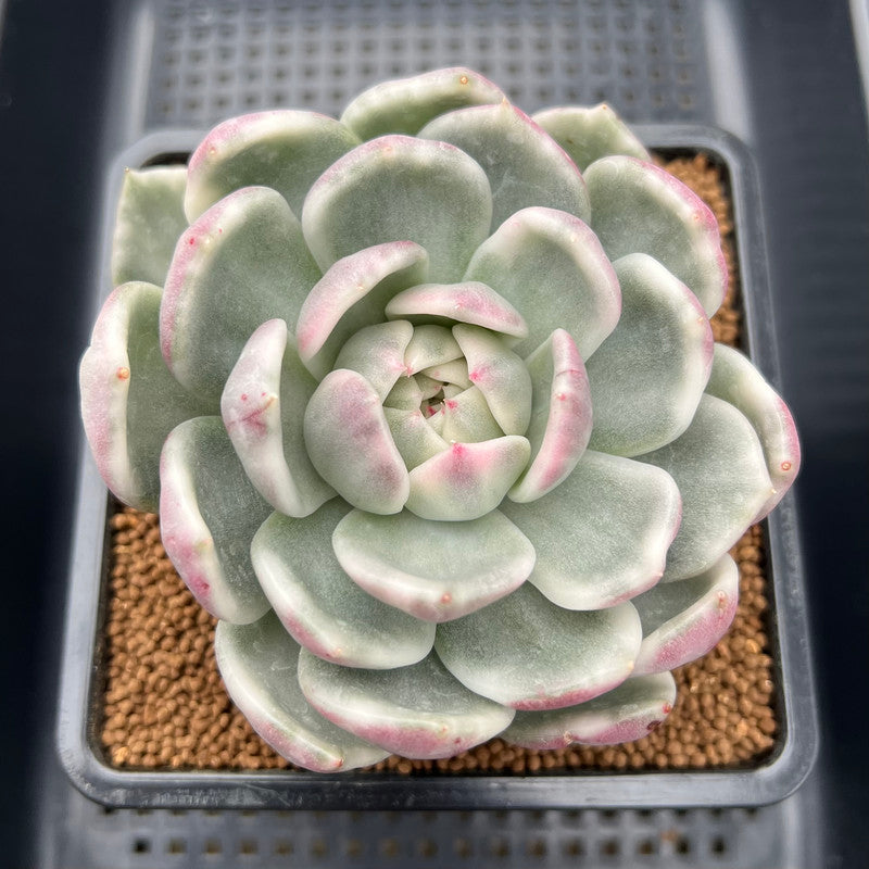 spring succulents Echeveria 'Spring Rose' Variegated 4"-5" Large Succulent Plant Cutting