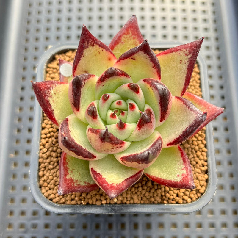 black king succulent Echeveria Agavoides 'Black King' 2"-3" Succulent Plant Cutting