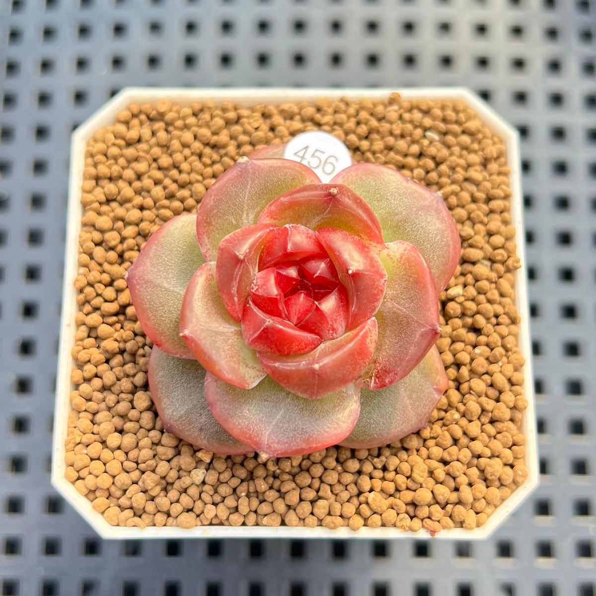 Echeveria 'Shiny Rabbit' 1"-2" Succulent Plant Cutting