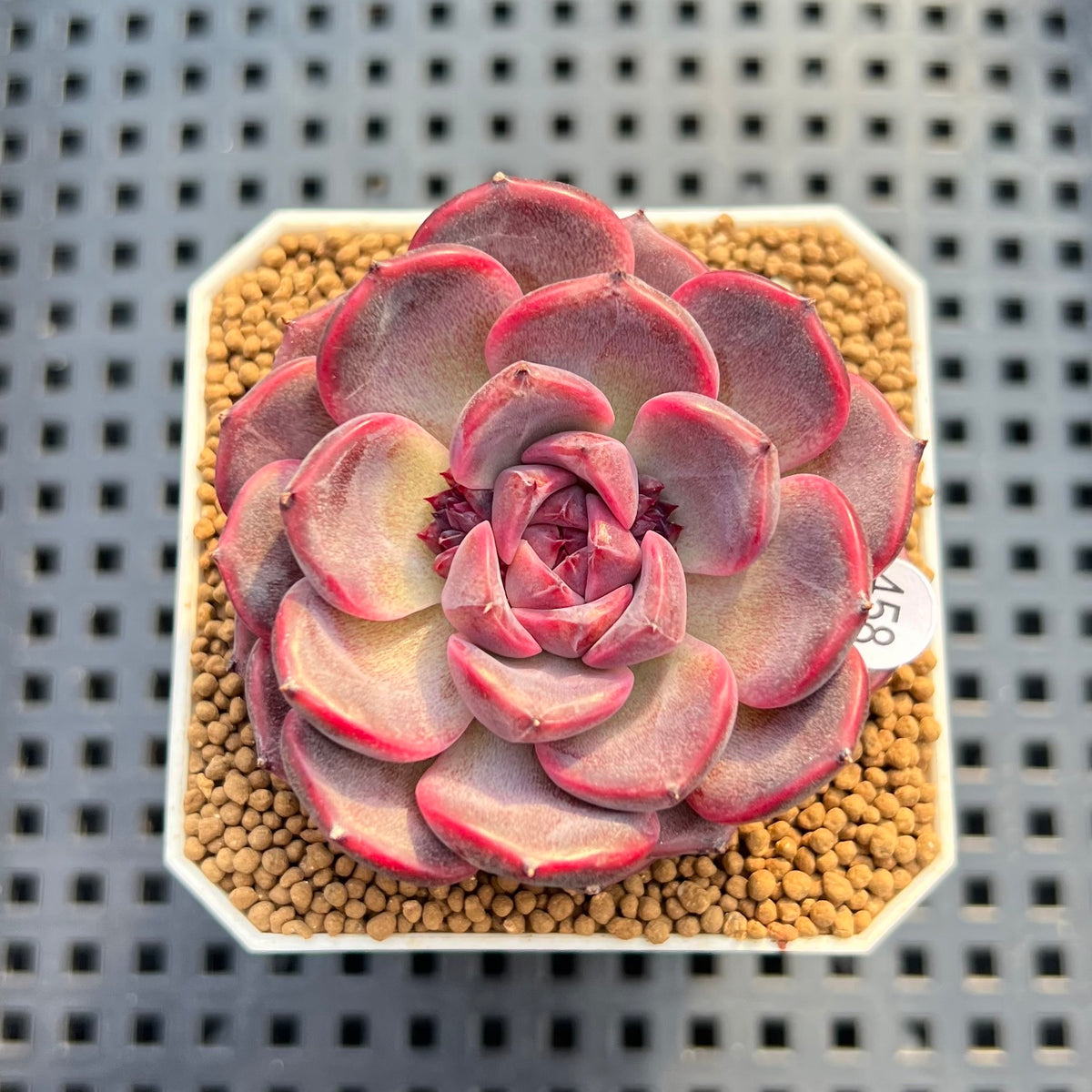 Echeveria 'Cherry Jelly' 2" Succulent Plant Cutting