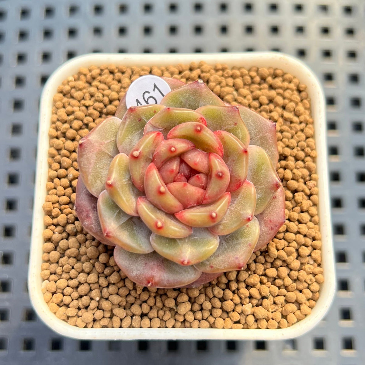 Echeveria 'Annie Rain' 1" Succulent Plant Cutting