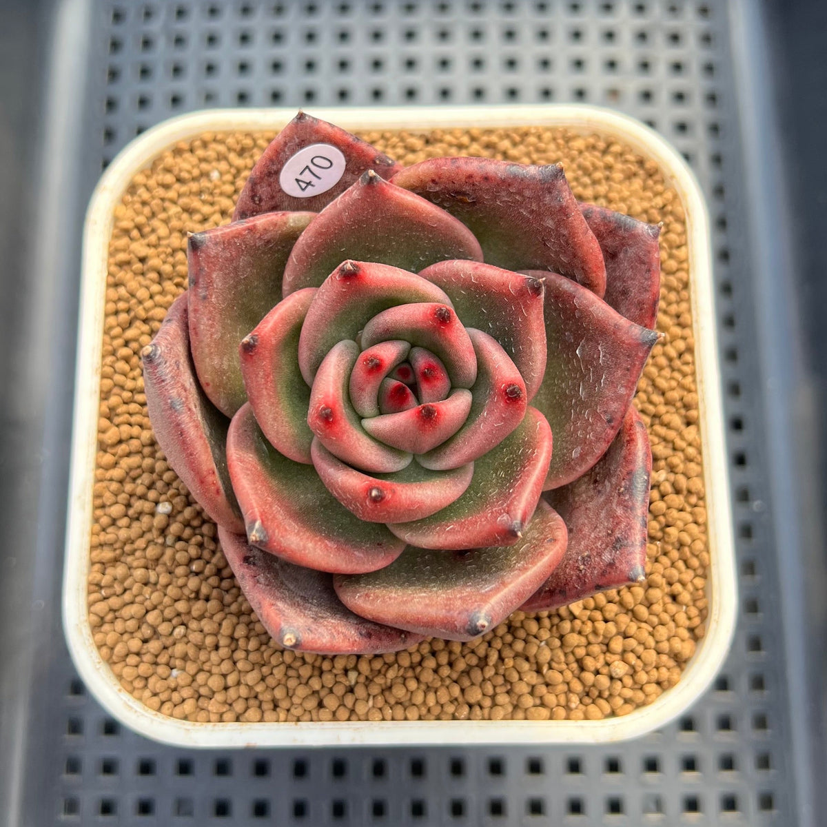 Echeveria Agavoides 'Kevin Kaiser' 2"-3" Succulent Plant Cutting
