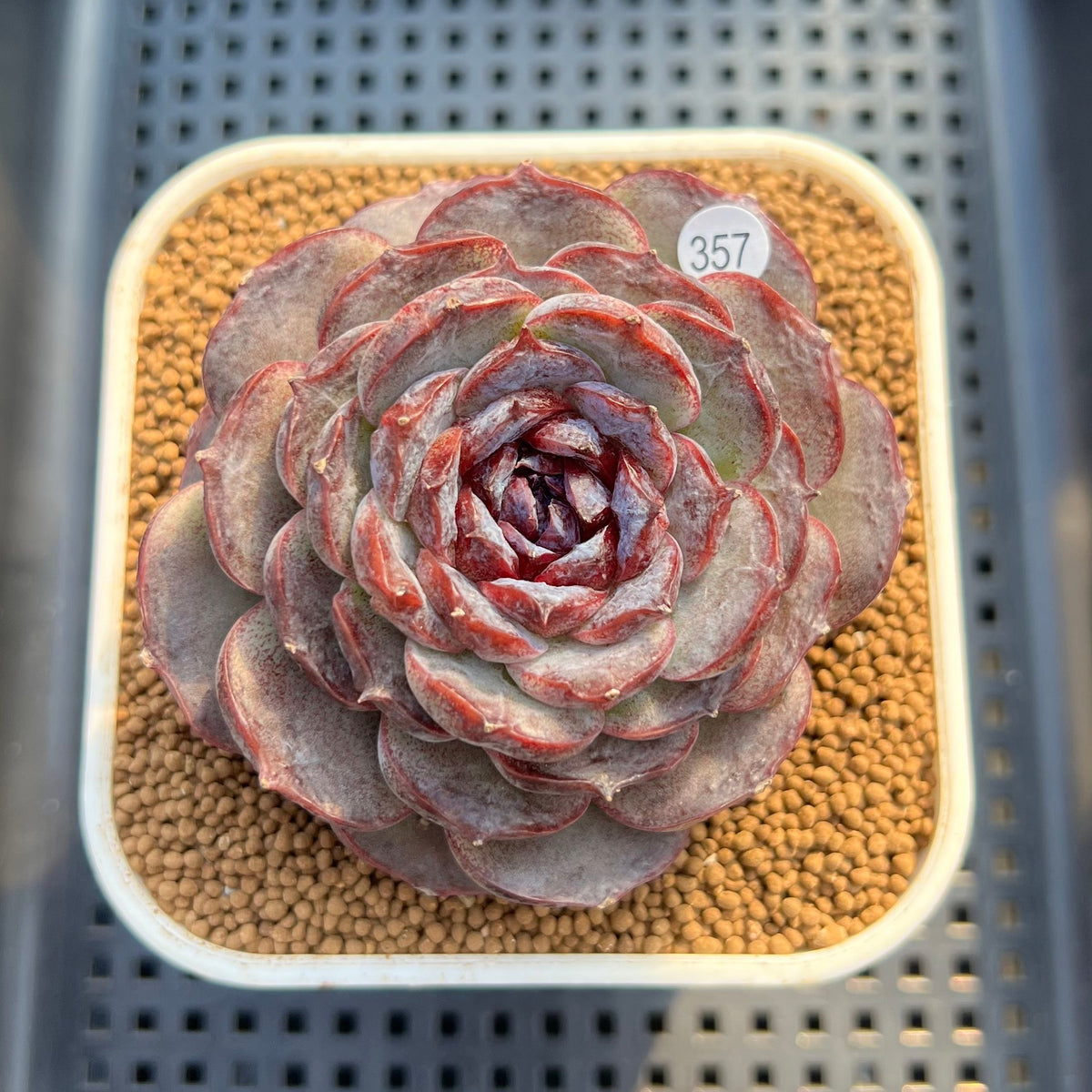Echeveria 'Purple Oranda' 3" Succulent Plant Cutting