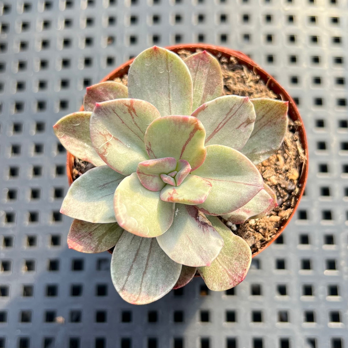 Echeveria 'Hanaikada' Mosaic Variegated 2" (100% Grown In House) Succulent Plant