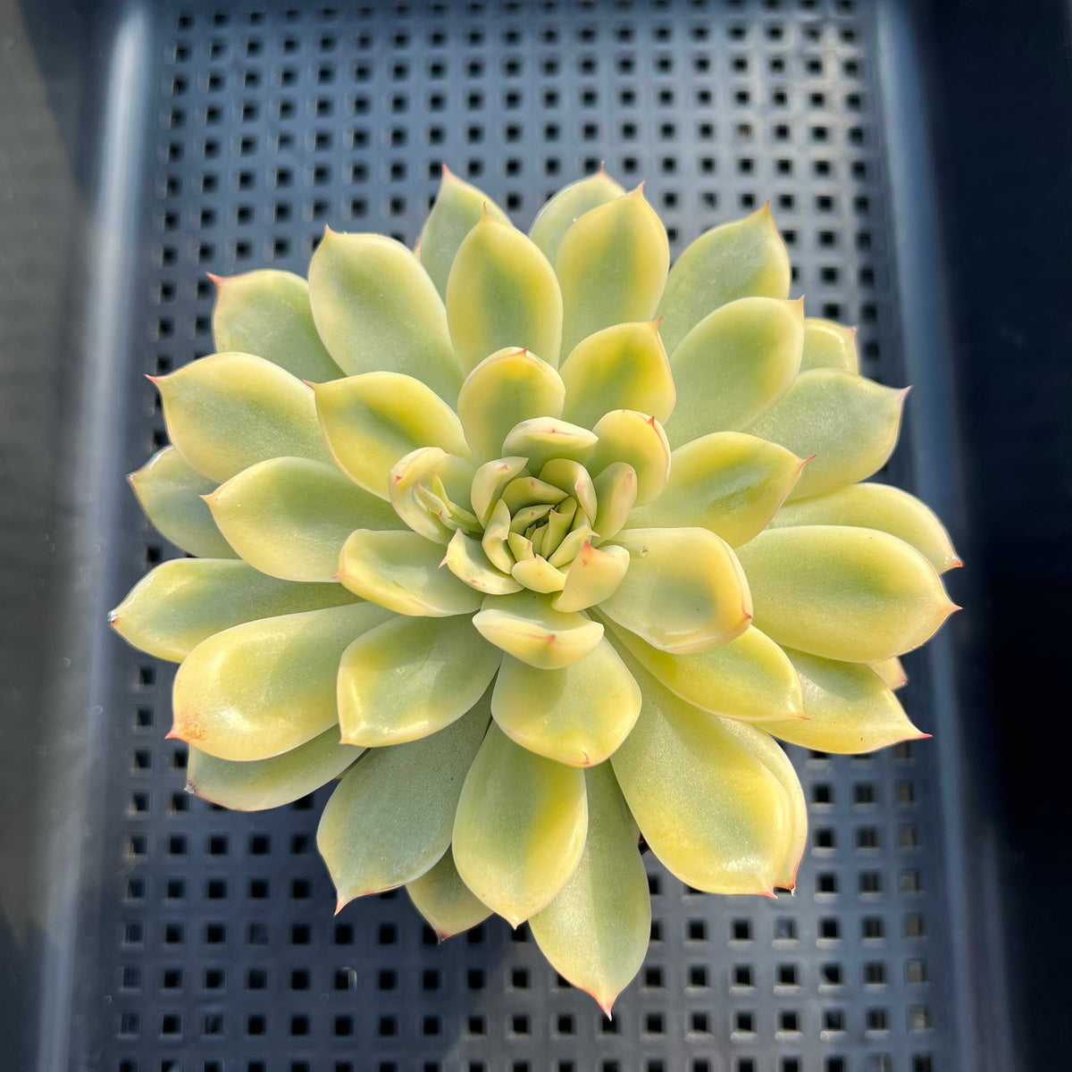 Echeveria Pulidonis Variegated 4" Succulent Plant