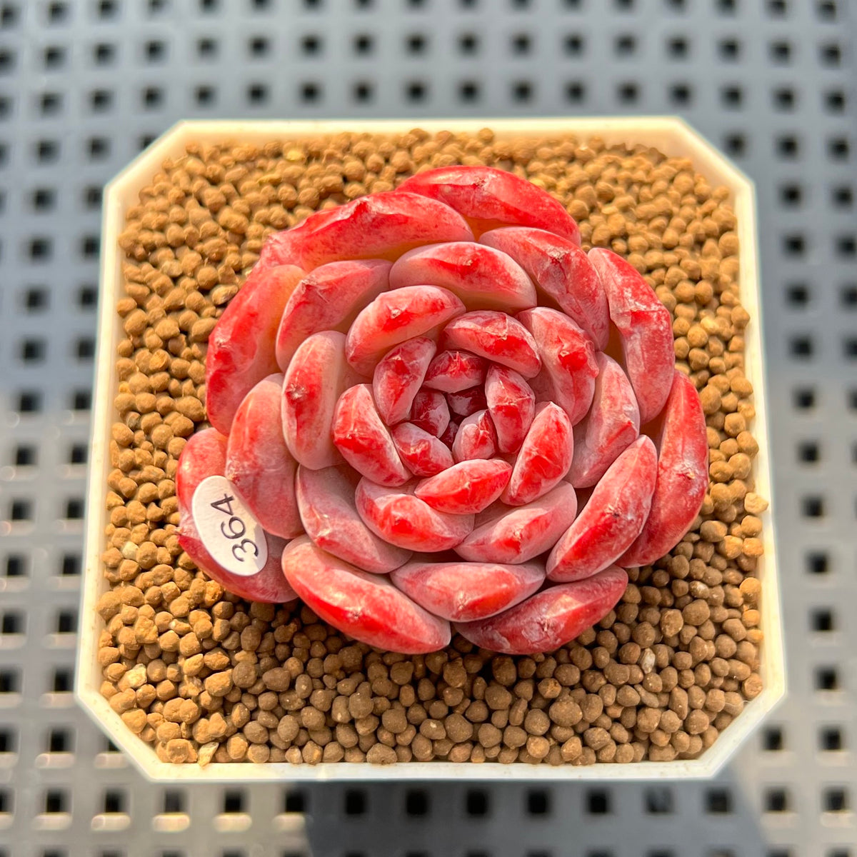 Echeveria 'Cherry Shadow' 2" Succulent Plant Cutting