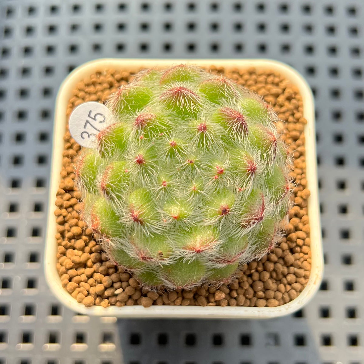 Echeveria 'Abiyu' 1"-2" Succulent Plant Cutting
