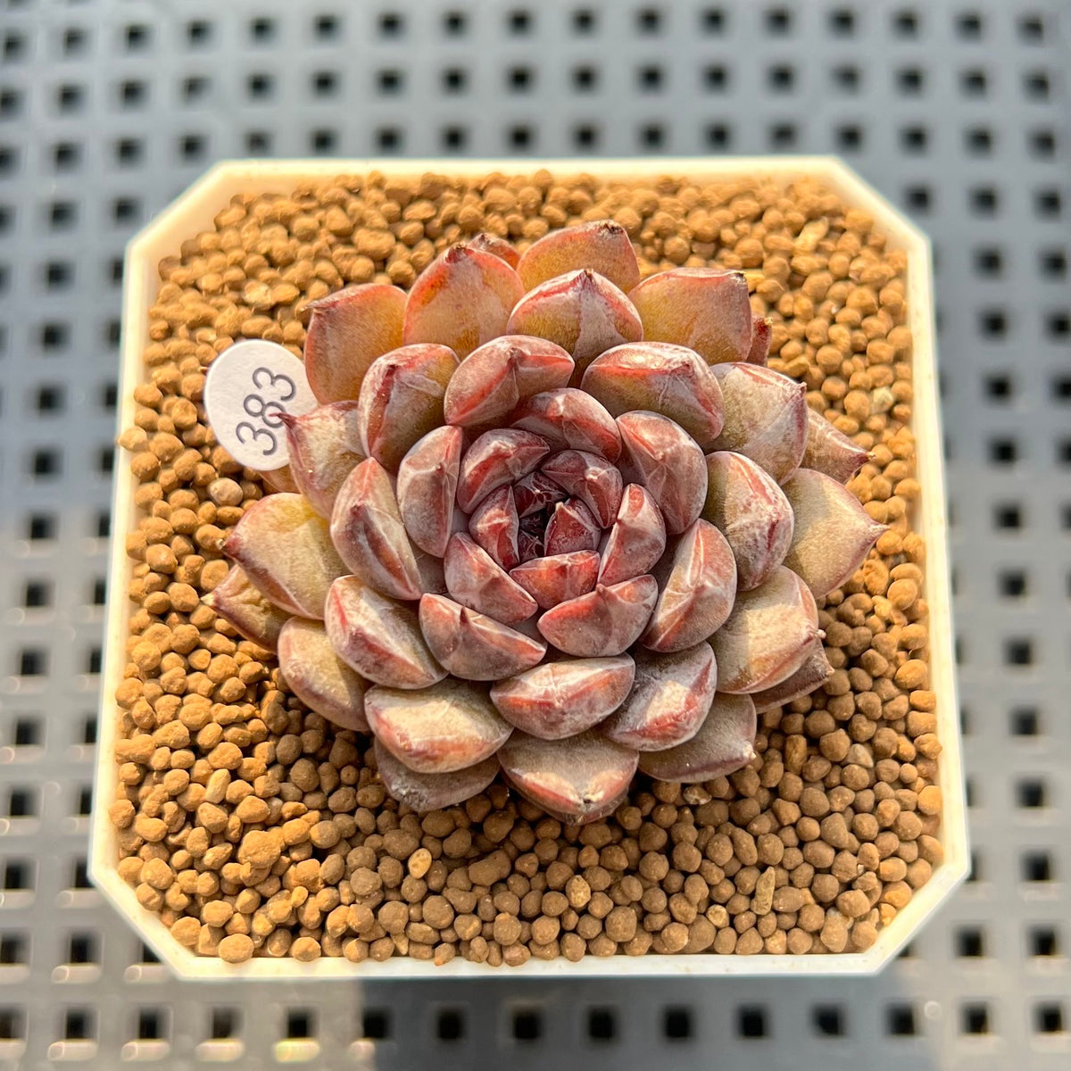 Echeveria 'Obsidian' 2" New Hybrid Succulent Plant Cutting