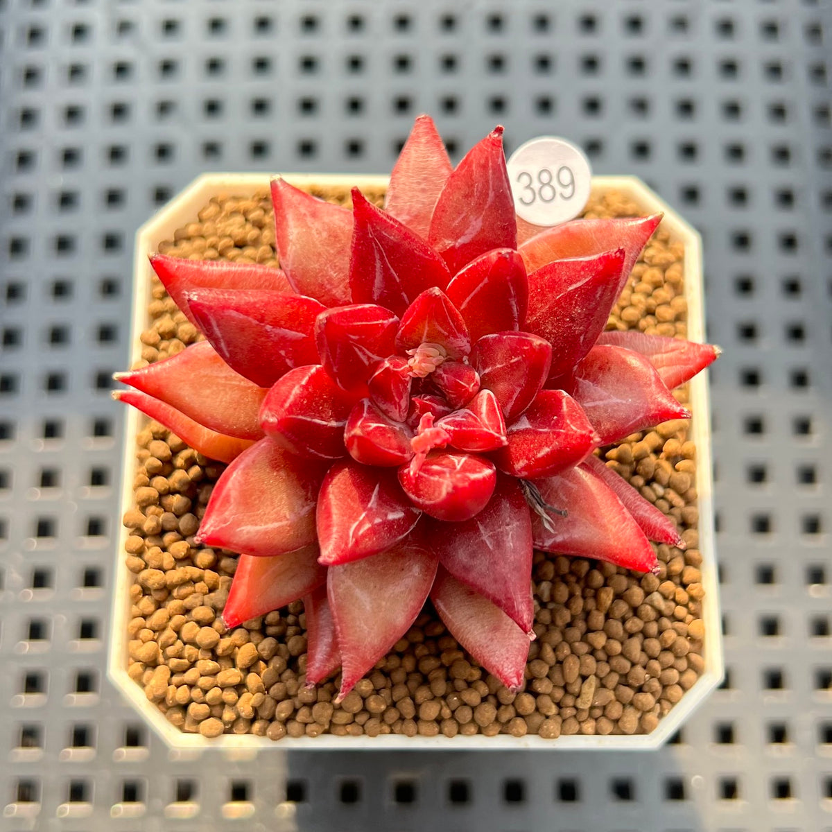 Echeveria 'Fire Eagle' 2" Succulent Plant Cutting