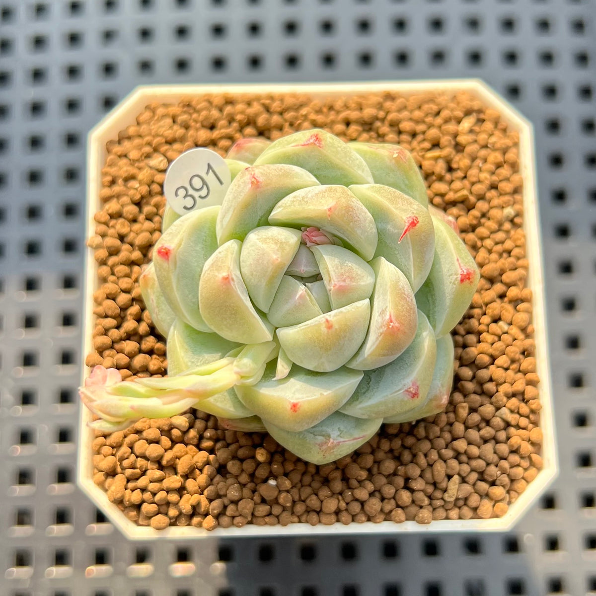 Echeveria 'Snow Beauty' 2" Succulent Plant Cutting