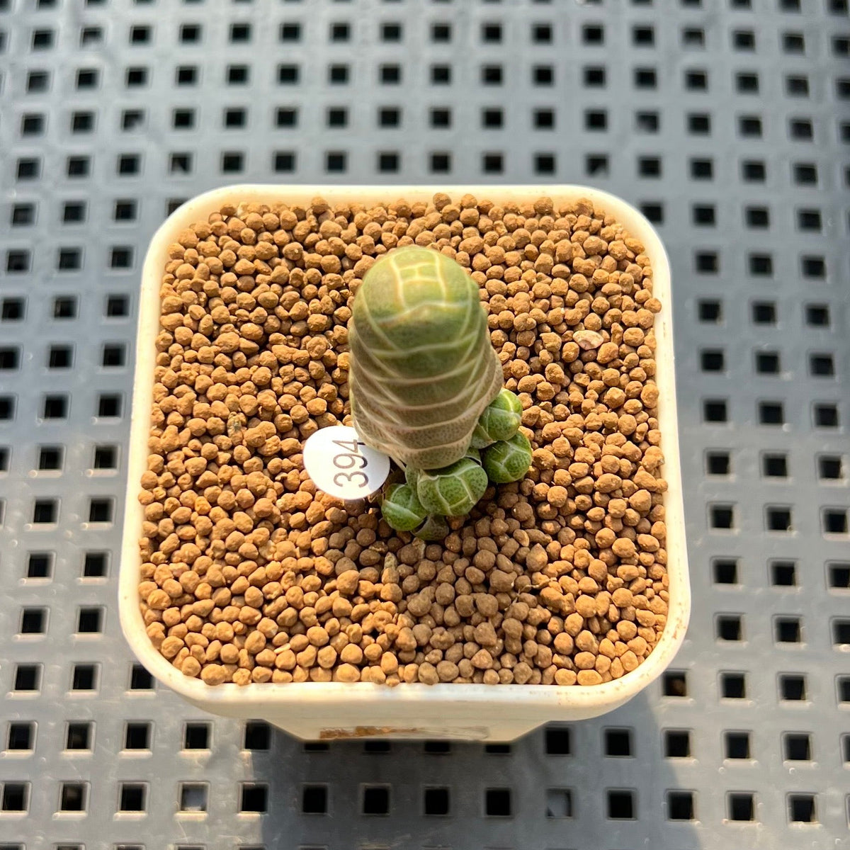 Crassula Barklyi 1" Succulent Plant Cutting