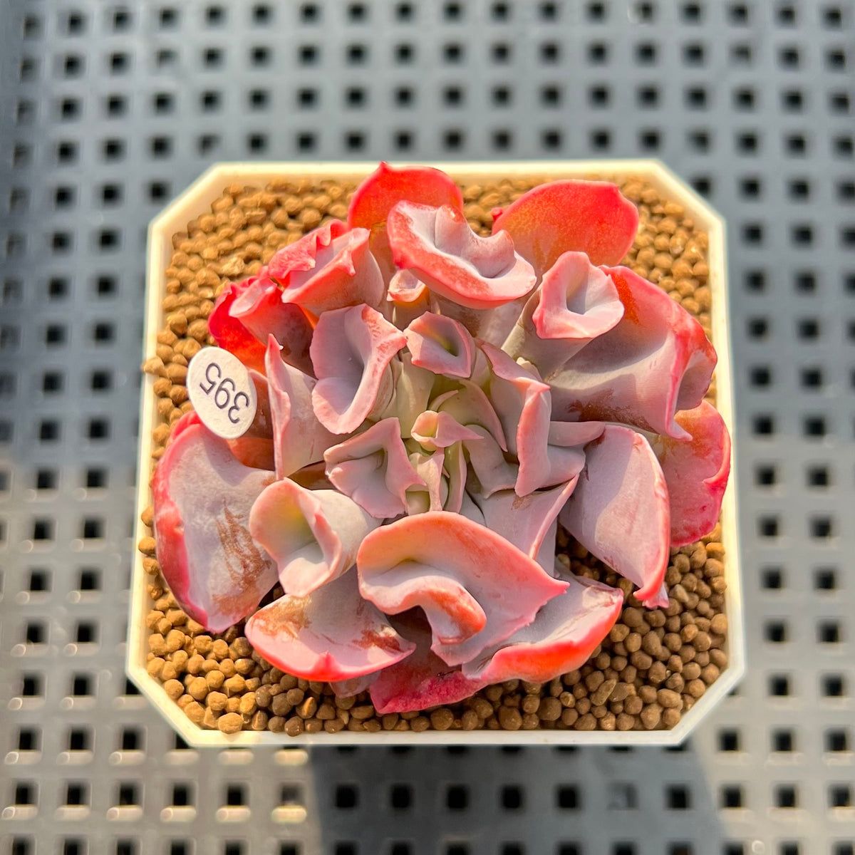 Echeveria 'Trumpet Pinky' 2" Succulent Plant Cutting