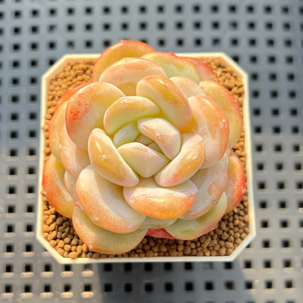 Echeveria 'Glass Slippers' 2"-3" New Hybrid Succulent Plant Cutting