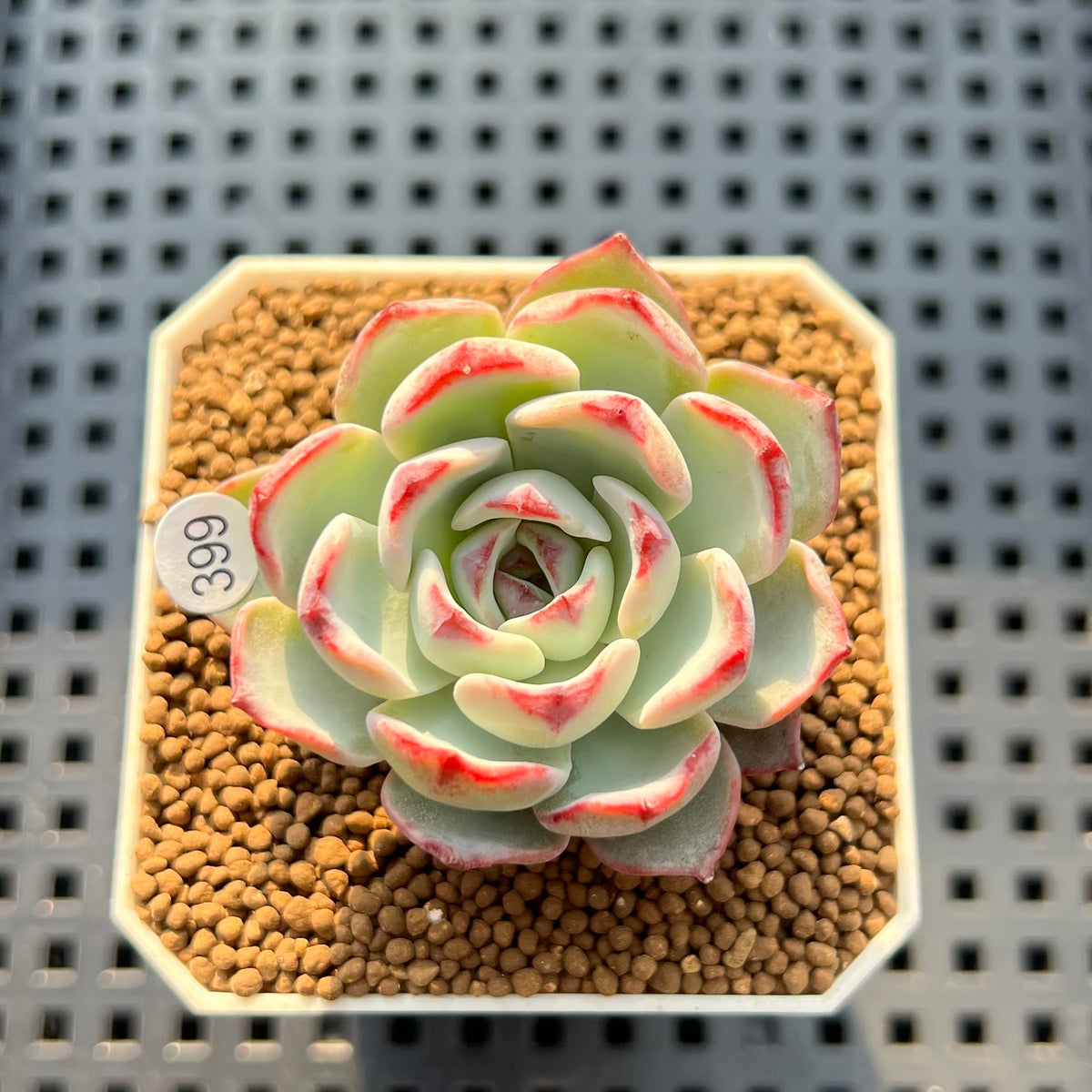 Echeveria 'Straight Edge' 2" Succulent Plant Cutting