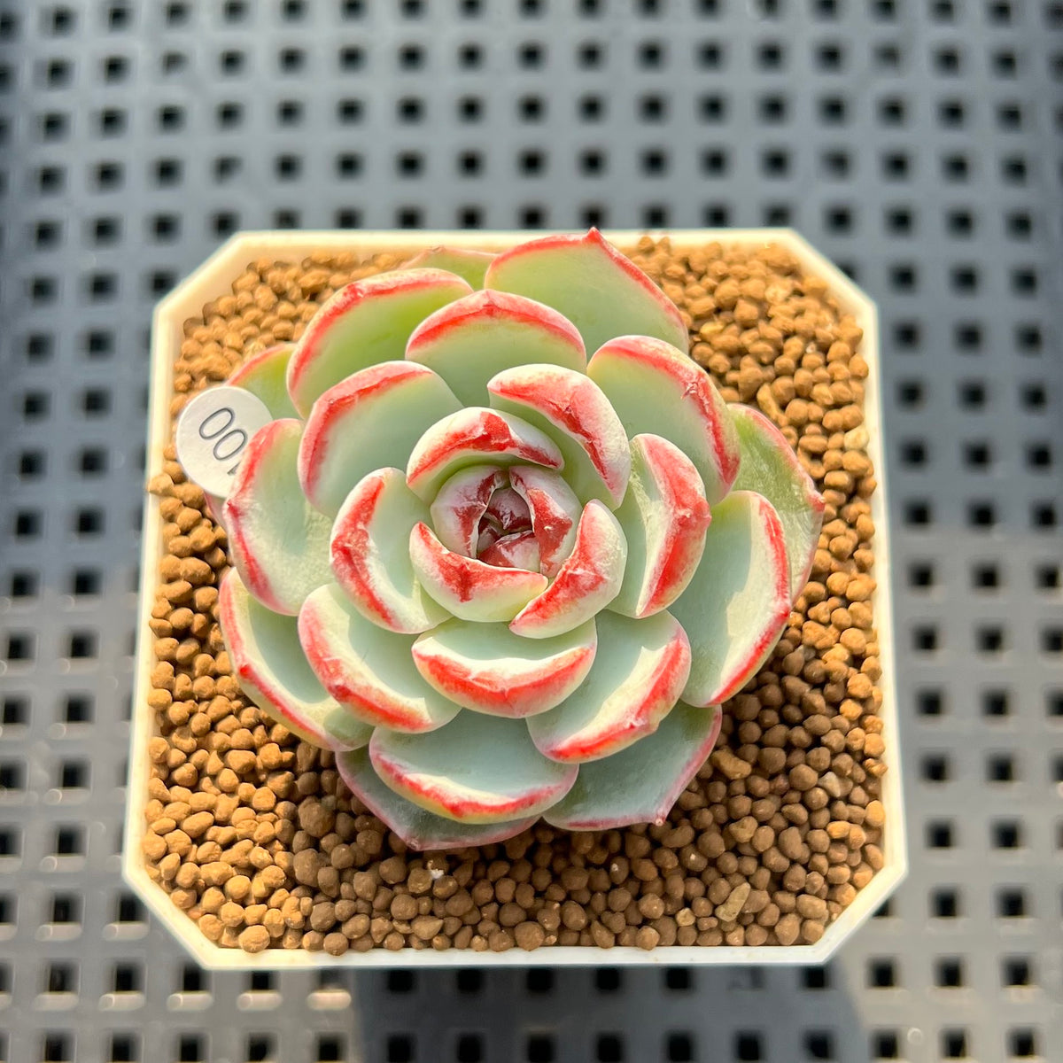 Echeveria 'Straight Edge' 2" Succulent Plant Cutting