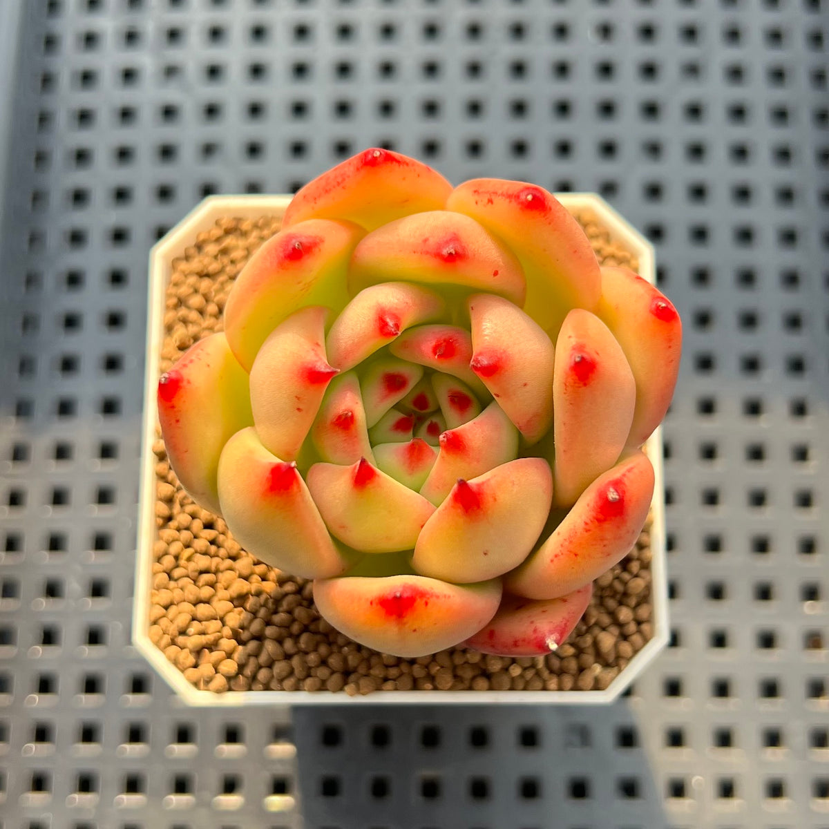 Echeveria Agavoides 'Amestro' 2" Succulent Plant Cutting