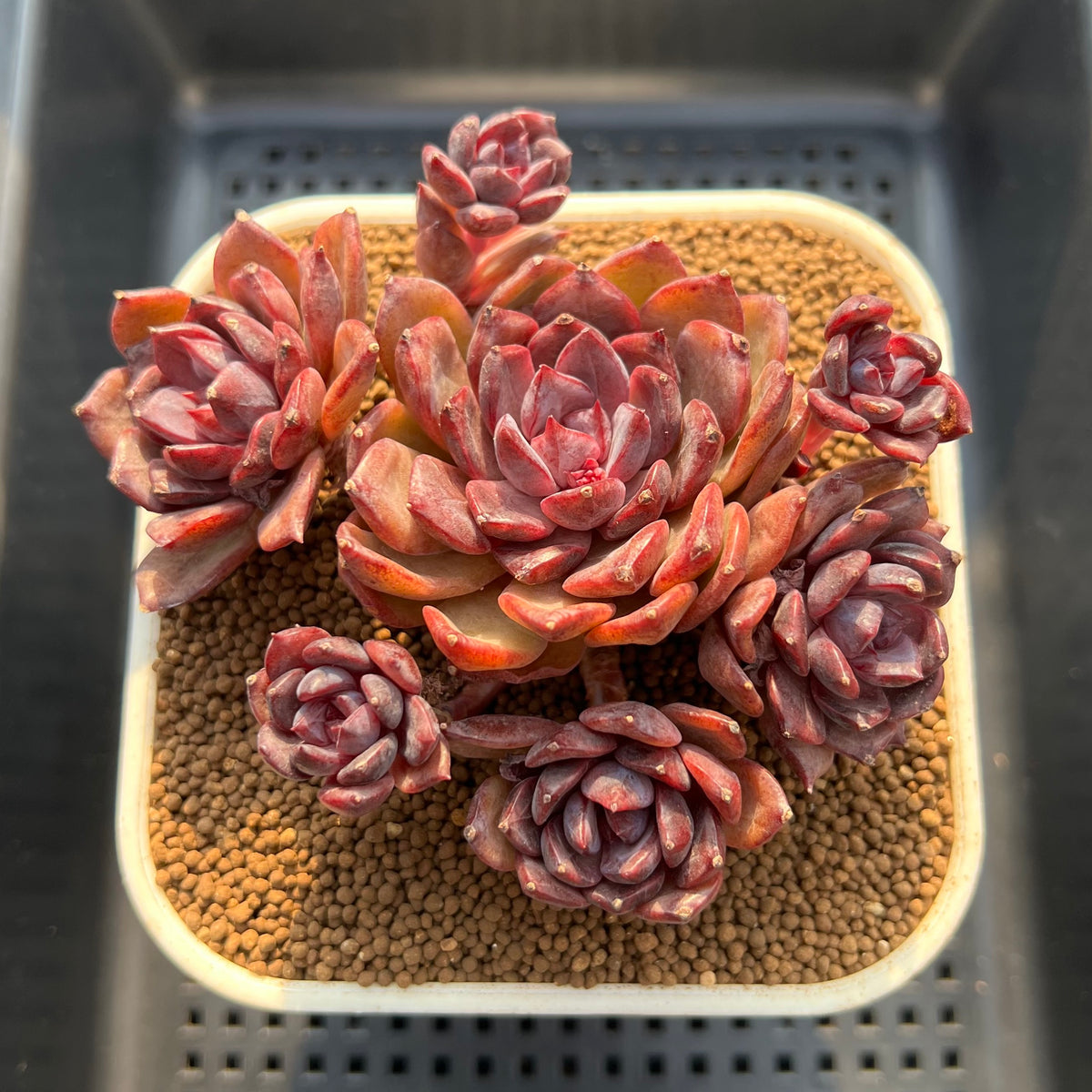 Echeveria 'Black Rose' Hybrid 3"-4" Cluster Succulent Plant Cutting