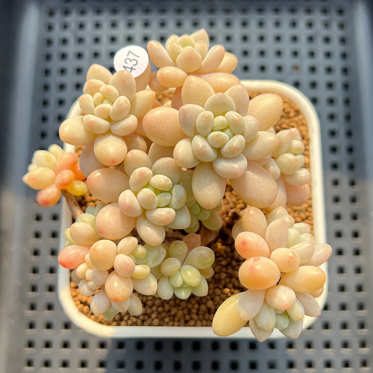 Graptosedum 'Miul' 2"-3" Cluster Succulent Plant Cutting