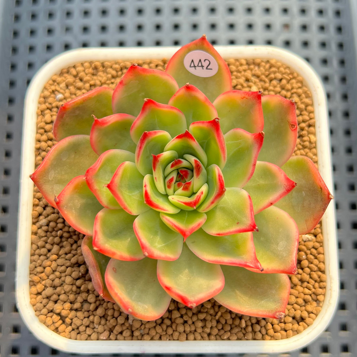 Echeveria Agavoides 'Peach Blossom' Variegated 2"-3" Succulent Plant Cutting