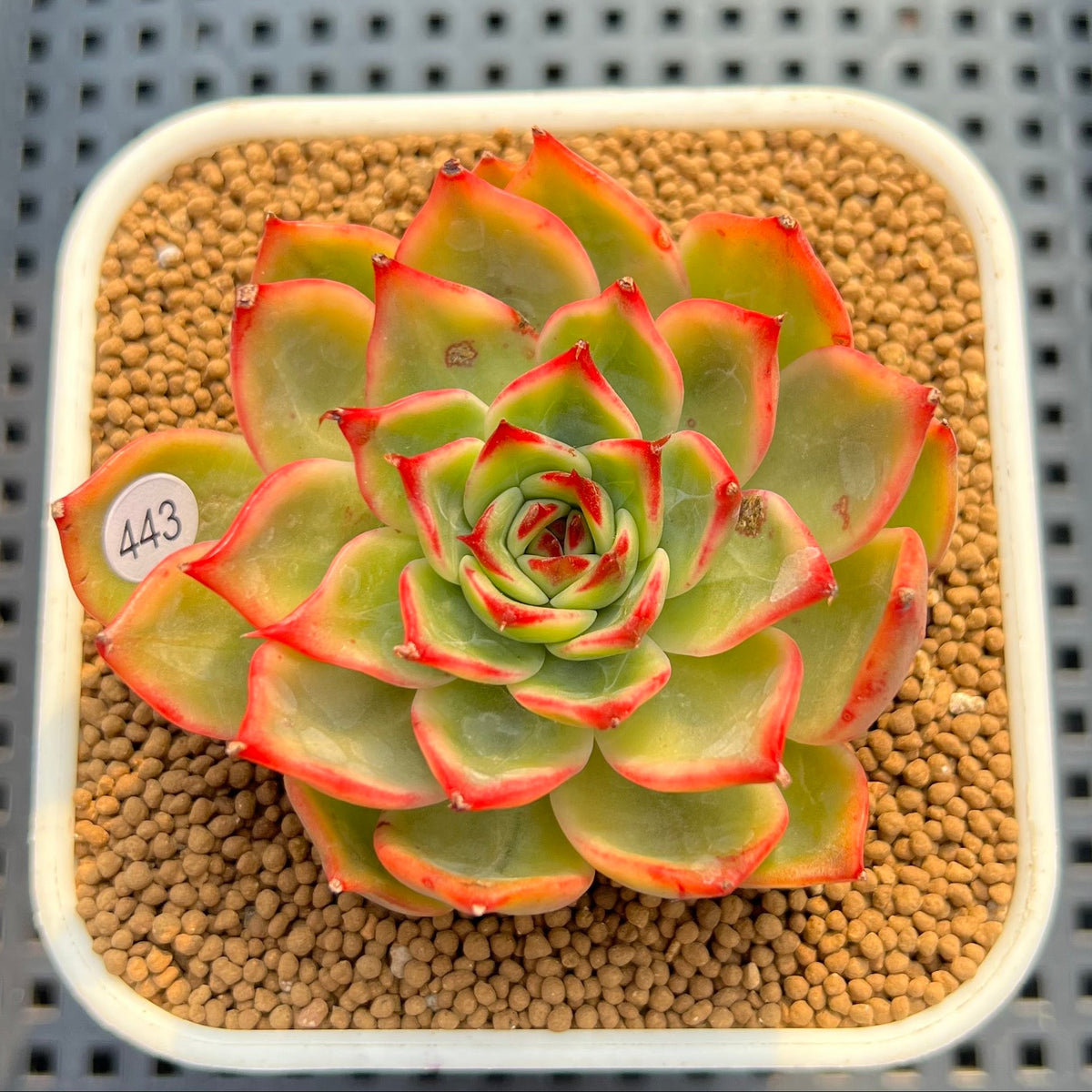 Echeveria Agavoides 'Peach Blossom' Variegated 2"-3" Succulent Plant Cutting