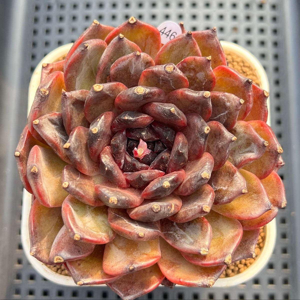 Echeveria 'Dark Jasmine' 4" Succulent Plant Cutting