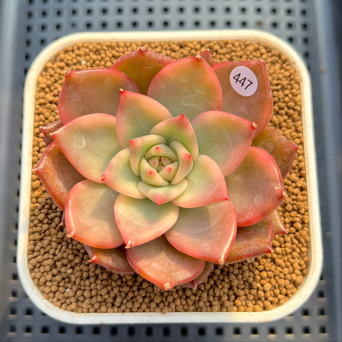 Echeveria Agavoides 'Chimera' Variegated 3" Succulent Plant Cutting