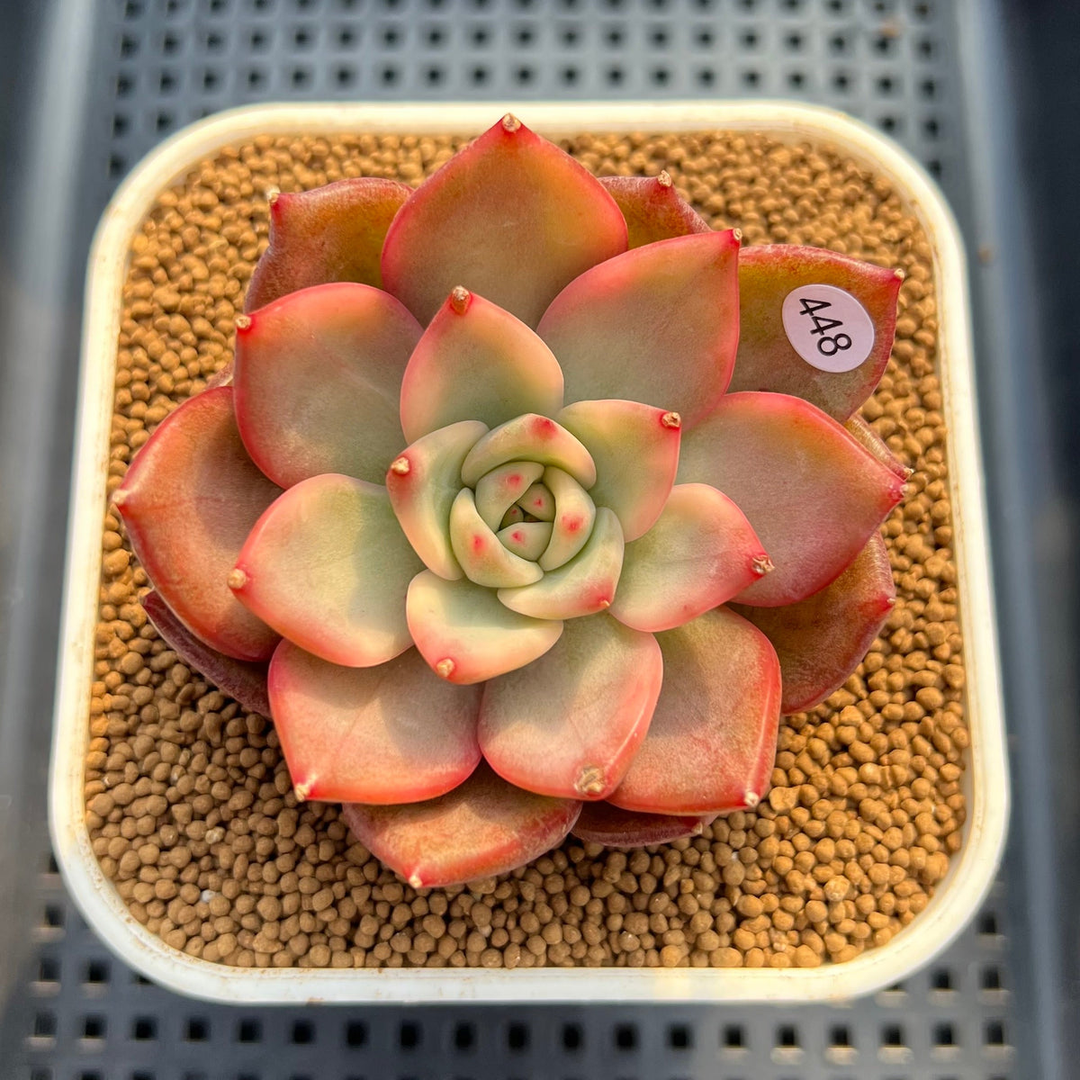 Echeveria Agavoides 'Chimera' Variegated 3" Succulent Plant Cutting