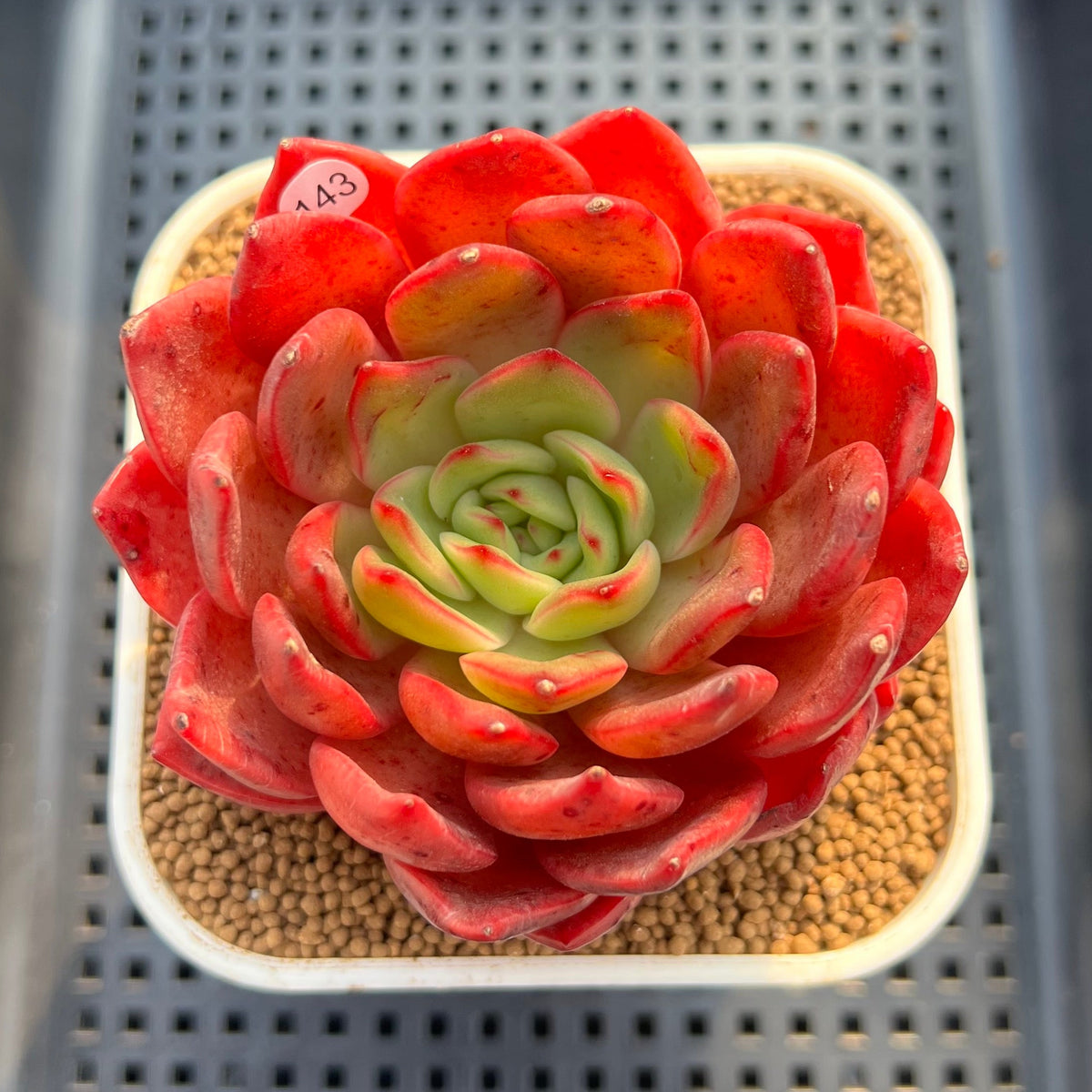 Echeveria 'Lantern' 4" Succulent Plant Cutting