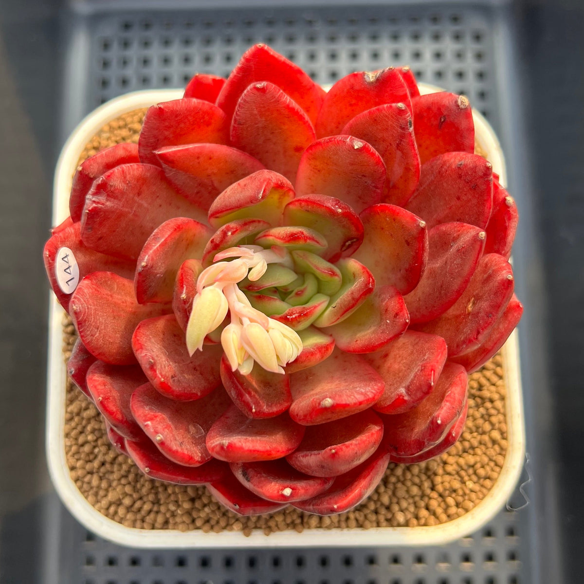 Echeveria 'Lantern' 4" Succulent Plant Cutting