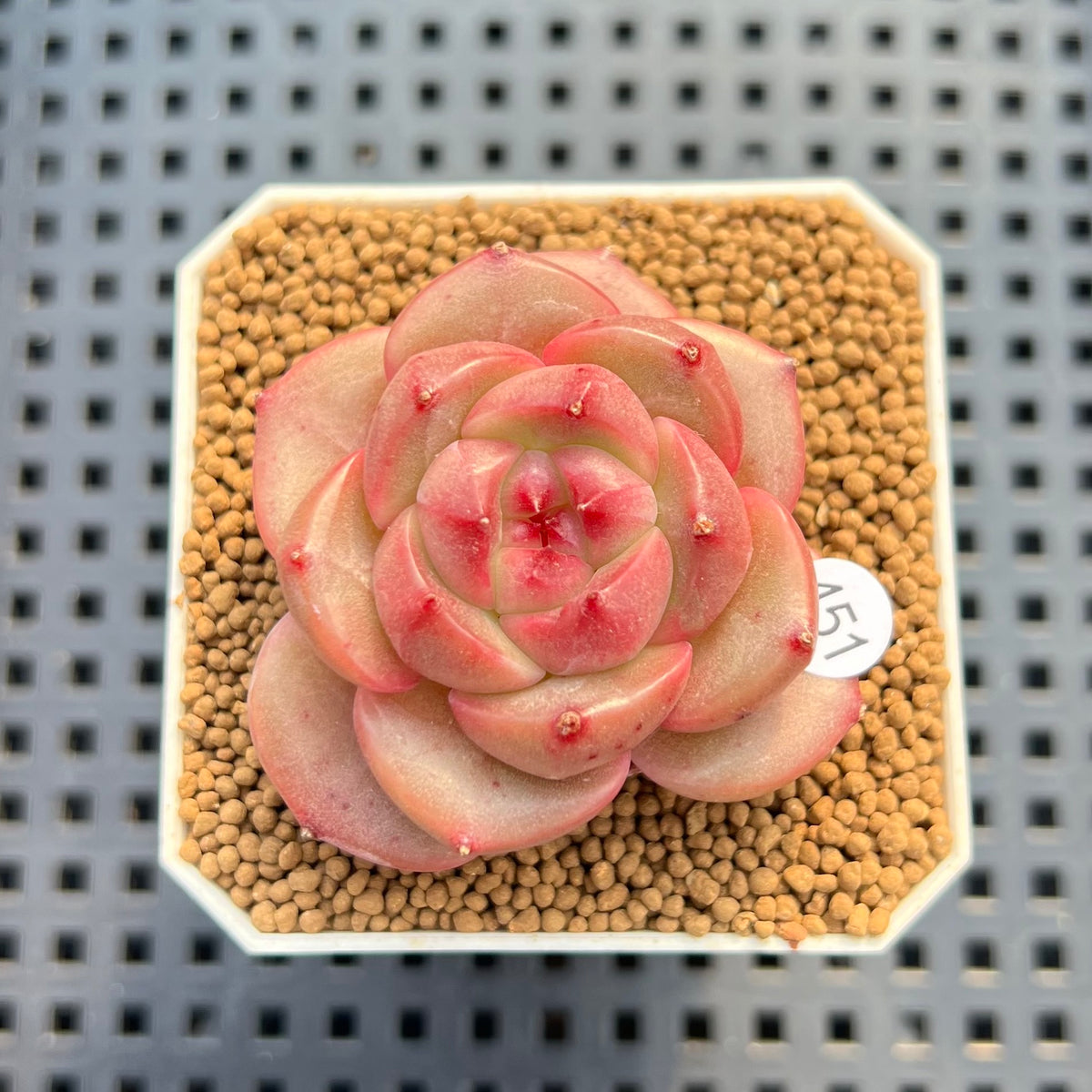 Echeveria 'Orange Q' 2" Succulent Plant Cutting