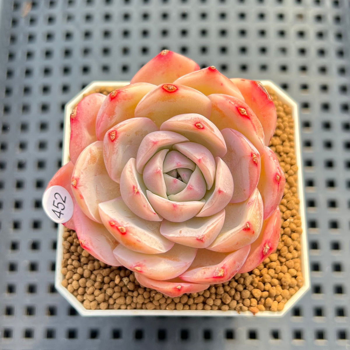 Echeveria 'Magic Jar' 2" Succulent Plant Cutting