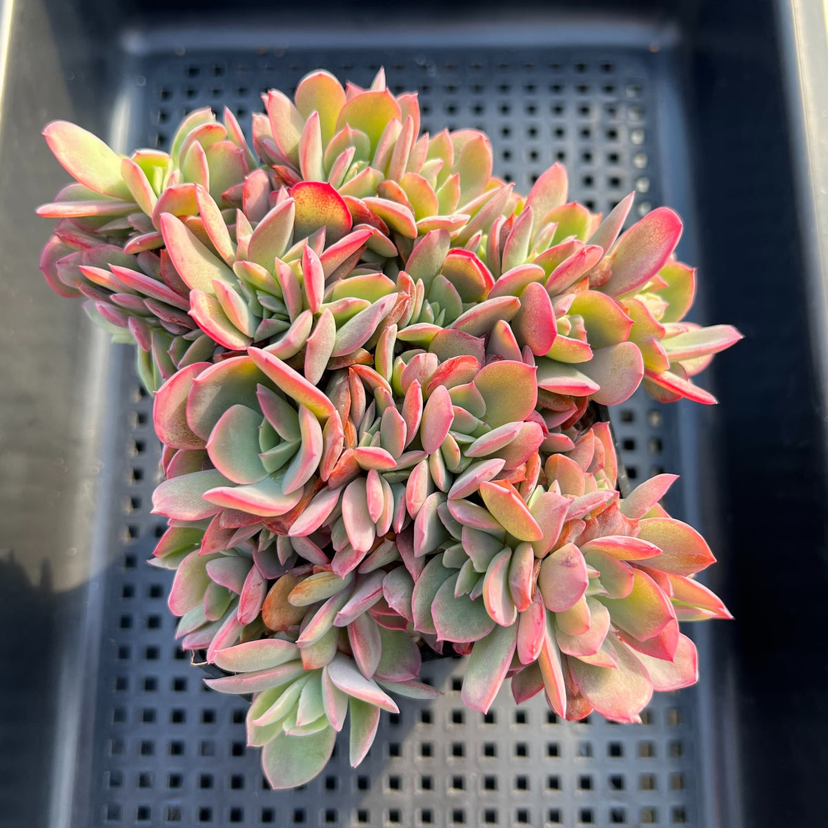 Echeveria 'Luella' Crested 4" Succulent Plant