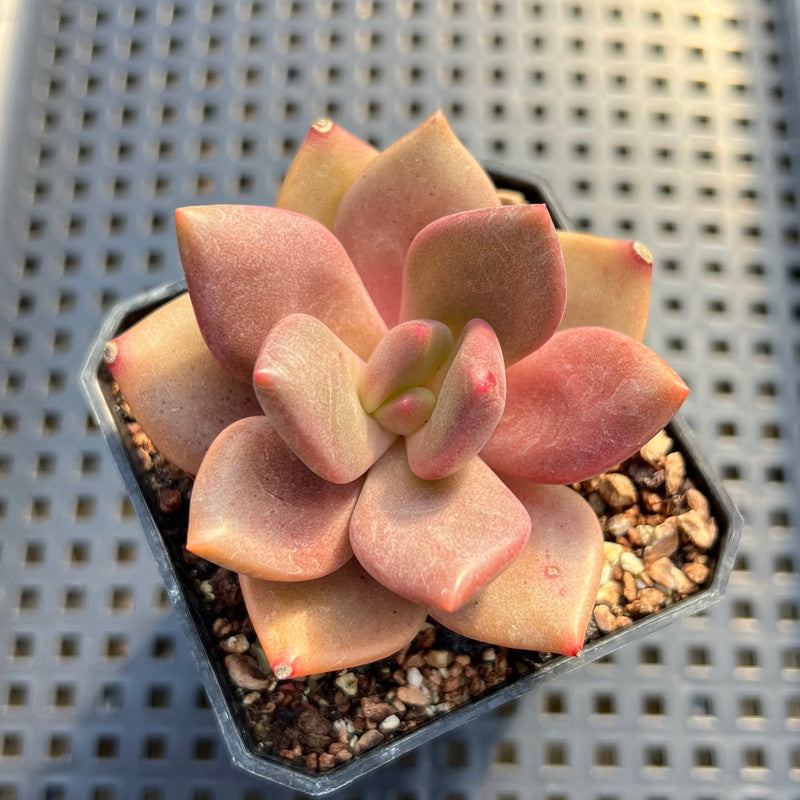 lips plant succulent Echeveria 'Red Lips' (Xichuensis Hybrid) 2" Succulent Plant