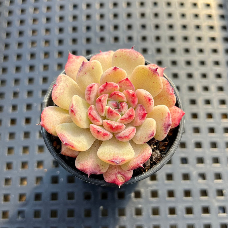 changhee succulent Echeveria 'Michelin' 2" Changhee Hybrid Succulent Plant – True Succulents  Plant Co