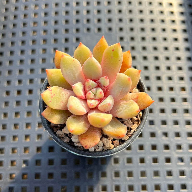jelly jam succulent Echeveria 'Jelly Jam' 2