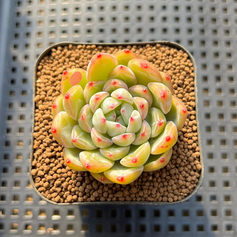 snowflake succulent Echeveria 'Snowflake' 2" Succulent Plant Cutting