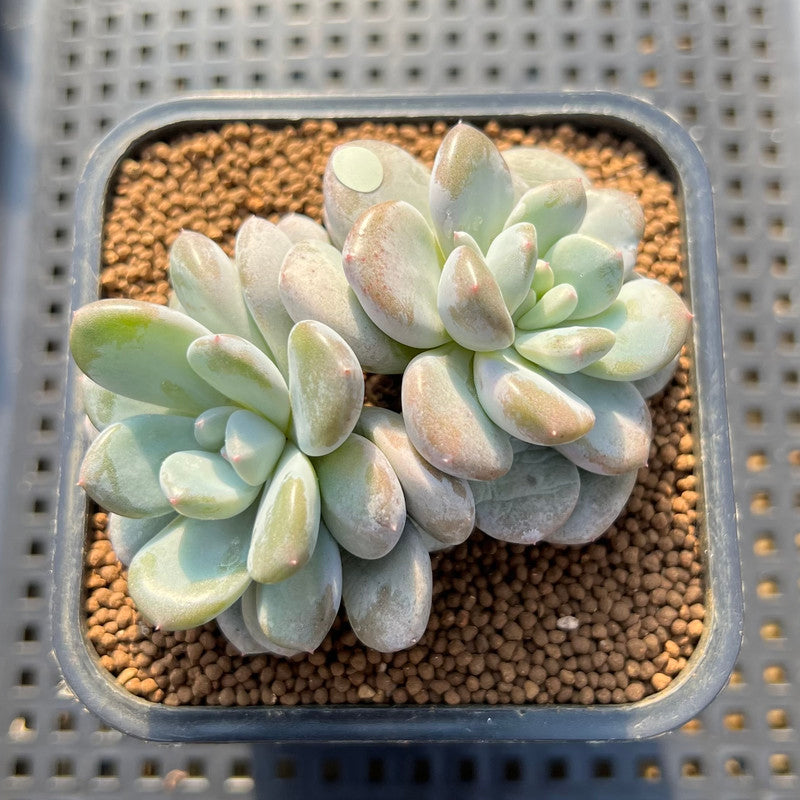 bubble succulents Graptoveria 'Bubble Cream' 2" Succulent Plant Cutting
