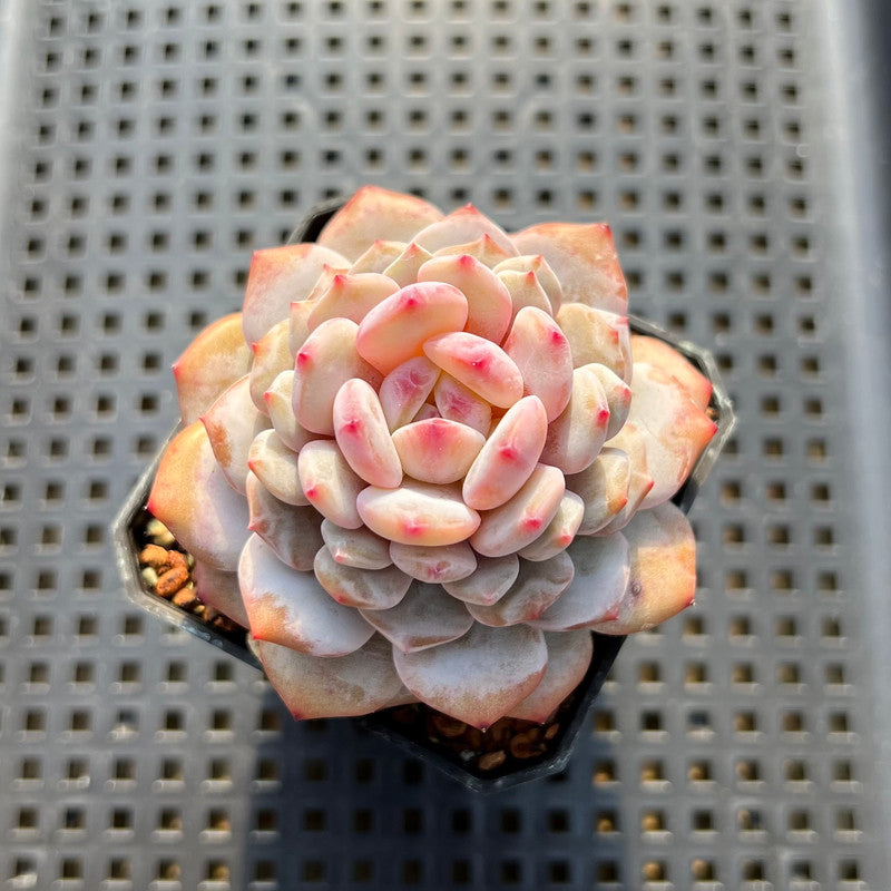 lotus succulent plant Echeveria ‘Lotus’ 2”-3” Succulent Plant